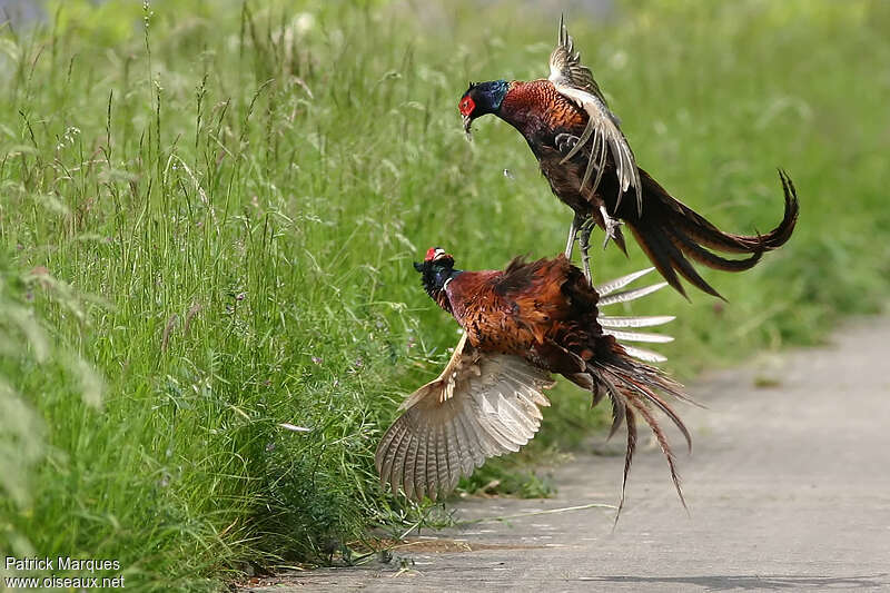 Common Pheasant male adult, Behaviour