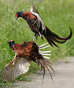 Common Pheasant