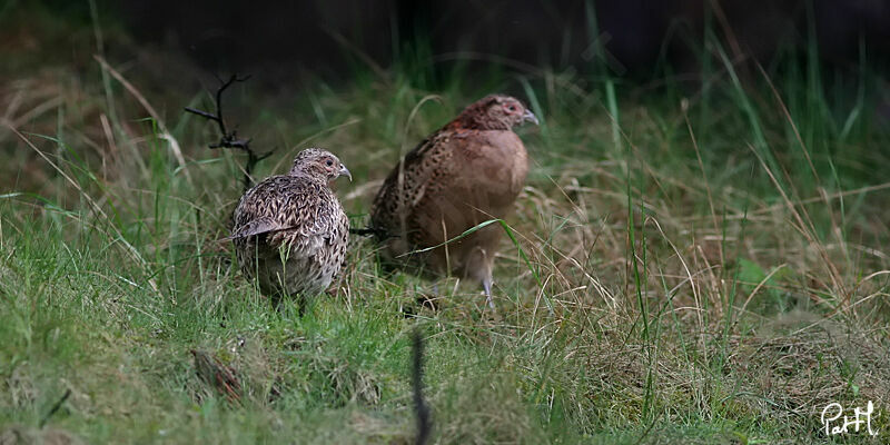 Common Pheasant female adult, identification