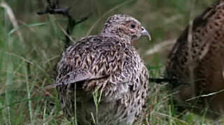 Common Pheasant