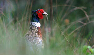 Common Pheasant