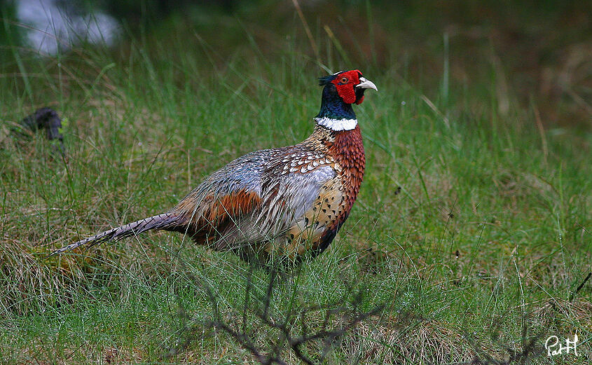 Common Pheasant male adult breeding, identification