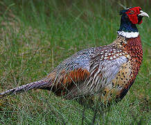 Common Pheasant