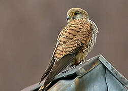 Common Kestrel