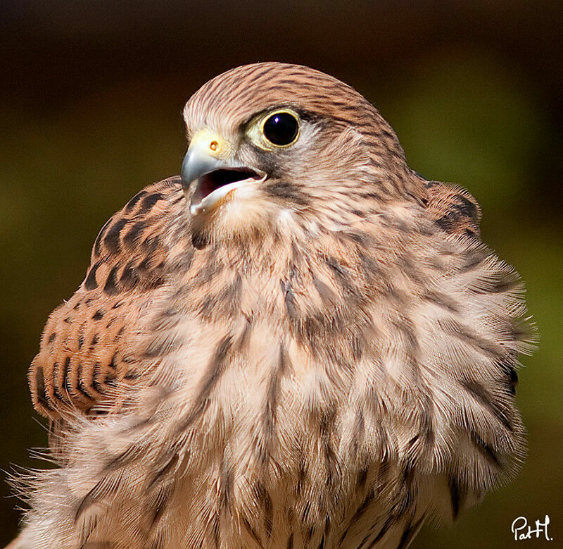 Common Kestreljuvenile, identification