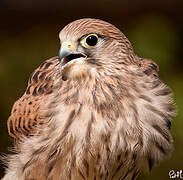 Common Kestrel