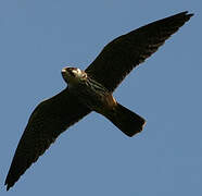 Eurasian Hobby