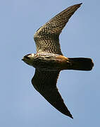 Eurasian Hobby