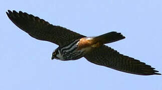 Eurasian Hobby