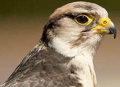 Lanner Falcon