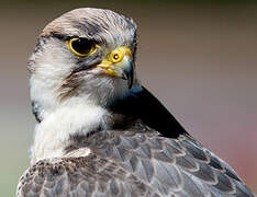 Lanner Falcon