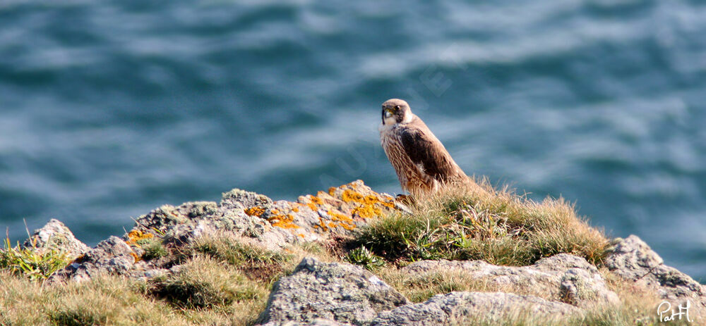 Peregrine Falcon