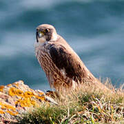 Peregrine Falcon