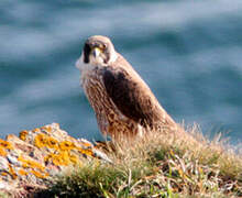 Peregrine Falcon