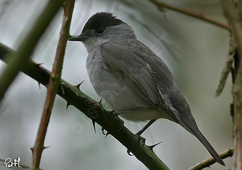 Eurasian Blackcap male adult, identification