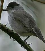 Eurasian Blackcap