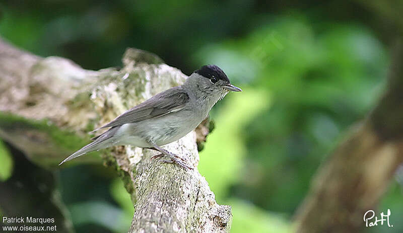 Eurasian Blackcap male adult, identification