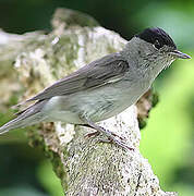 Eurasian Blackcap