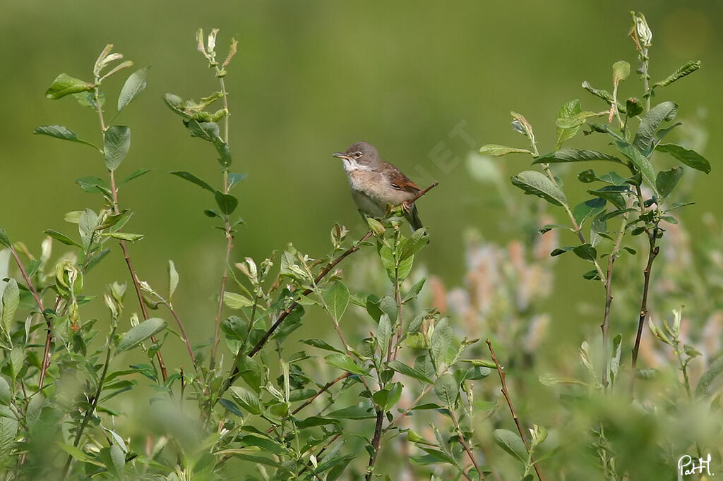 Fauvette grisette mâle adulte, identification