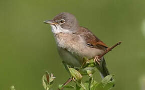 Common Whitethroat