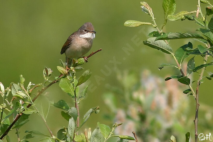 Fauvette grisette mâle adulte, identification