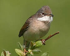 Common Whitethroat