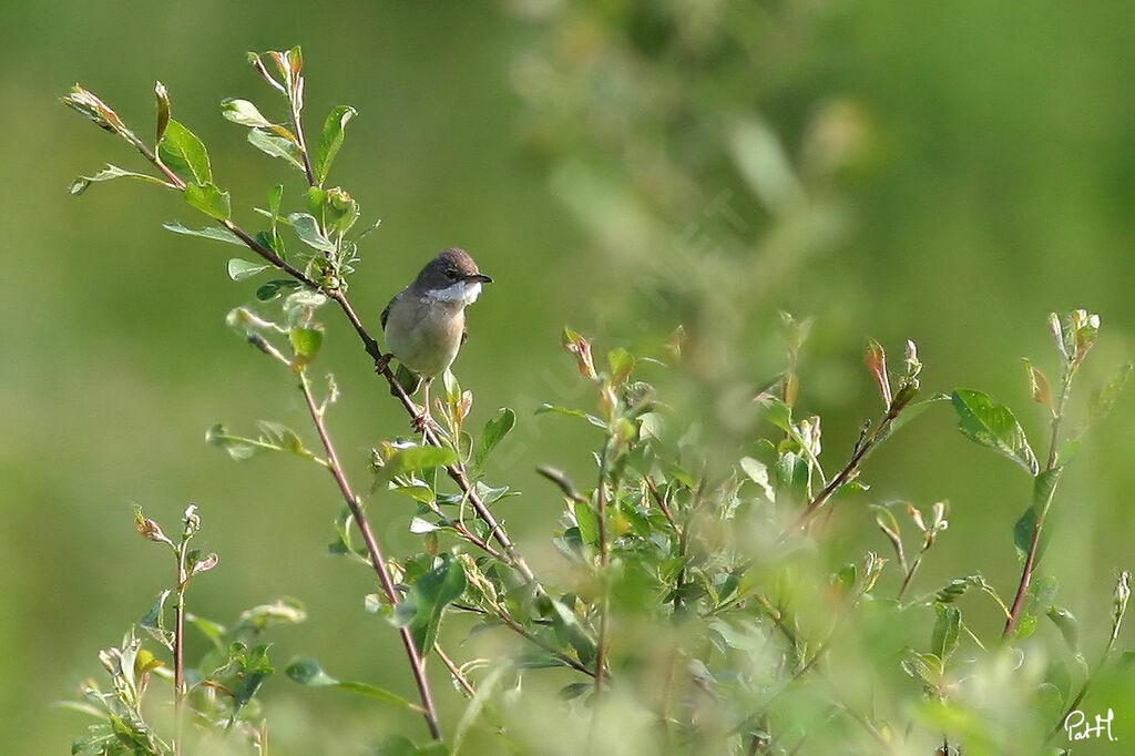 Fauvette grisette mâle adulte, identification