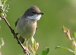 Common Whitethroat