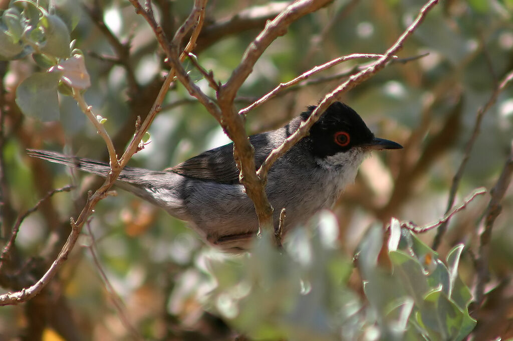 Fauvette mélanocéphale mâle, identification