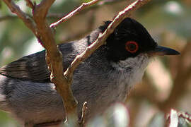 Sardinian Warbler