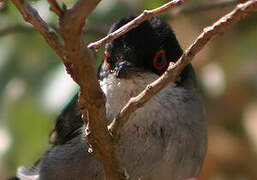 Sardinian Warbler