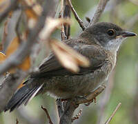 Sardinian Warbler