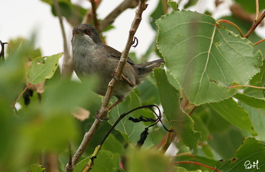 Fauvette mélanocéphale femelle adulte, identification