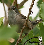 Sardinian Warbler