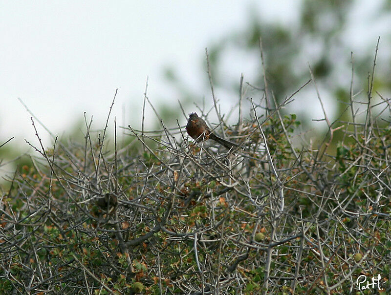 Fauvette pitchou mâle adulte, identification