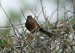 Dartford Warbler