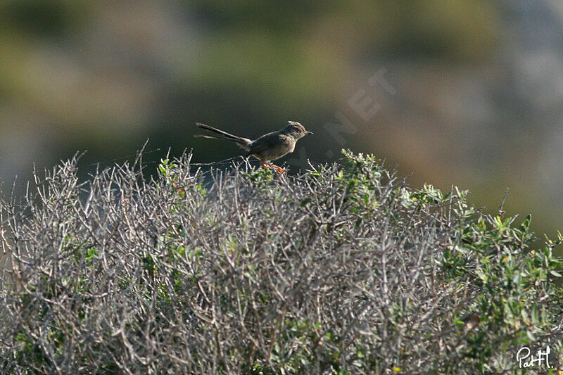 Dartford Warblerjuvenile, identification