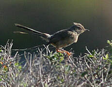 Dartford Warbler