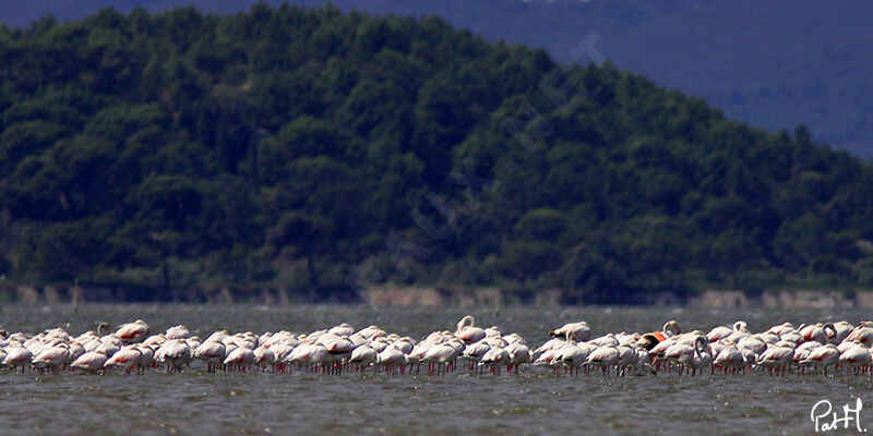 Flamant rose, identification, régime, Comportement