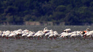 Flamant rose