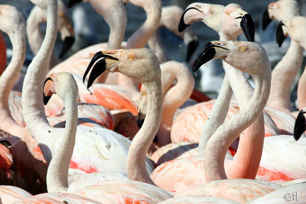 Flamant rose, identification, Comportement