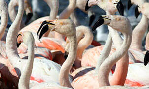 Greater Flamingo