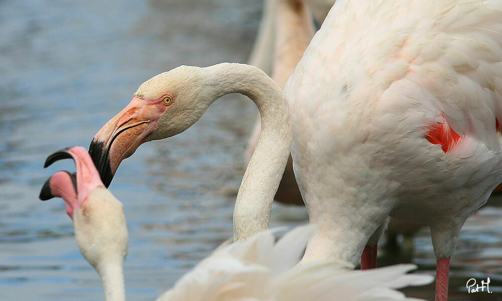 Flamant rose