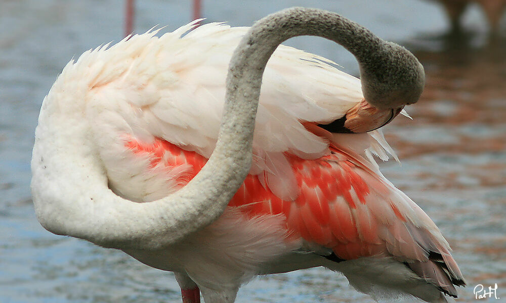 Greater Flamingo