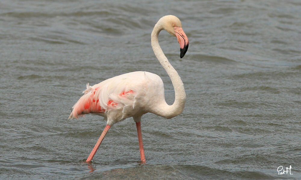 Flamant rose