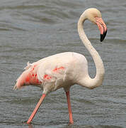 Flamant rose