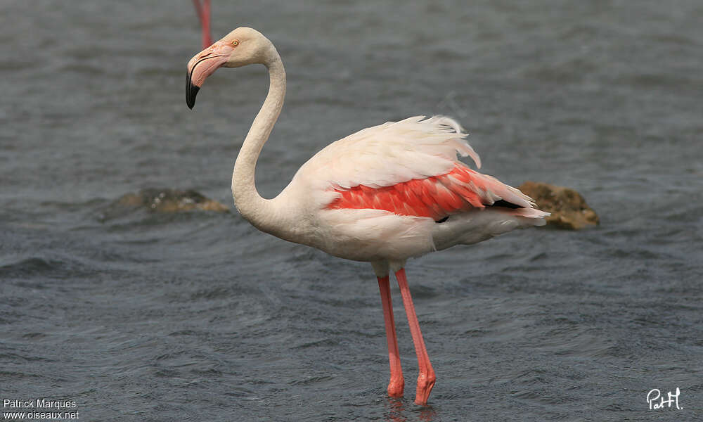 Flamant roseadulte, pigmentation