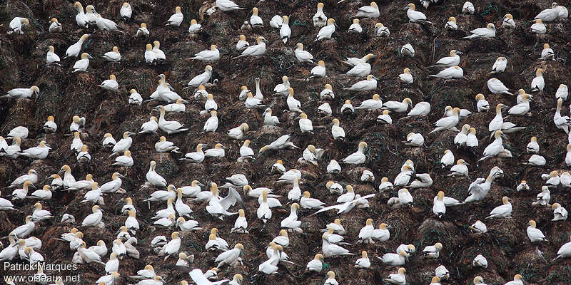 Northern Gannet, Reproduction-nesting, colonial reprod., Behaviour