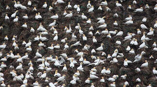 Northern Gannet