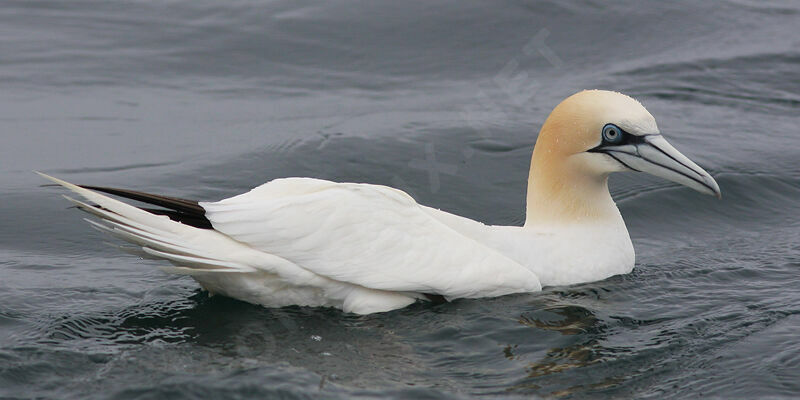 Northern Gannet, identification